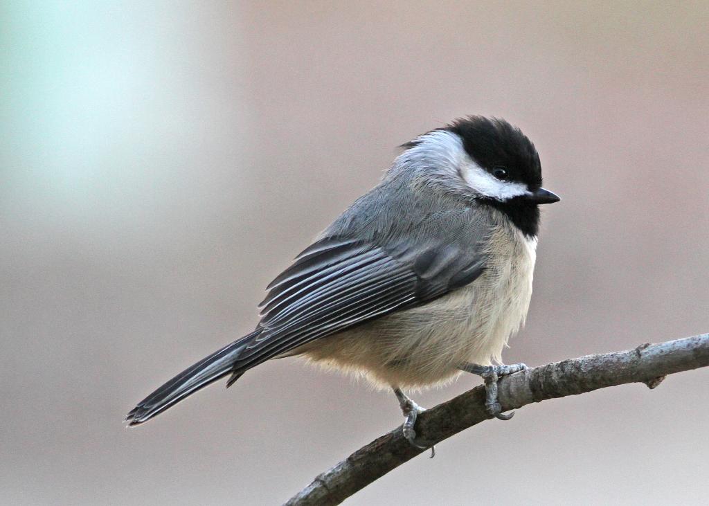 Check List, Highlands Plateau Audubon Society